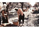 Olives and olive oil are staple foods in Palestine. The ingathering of the berries is the latest and most important harvest of the year. It occurs in October and November.